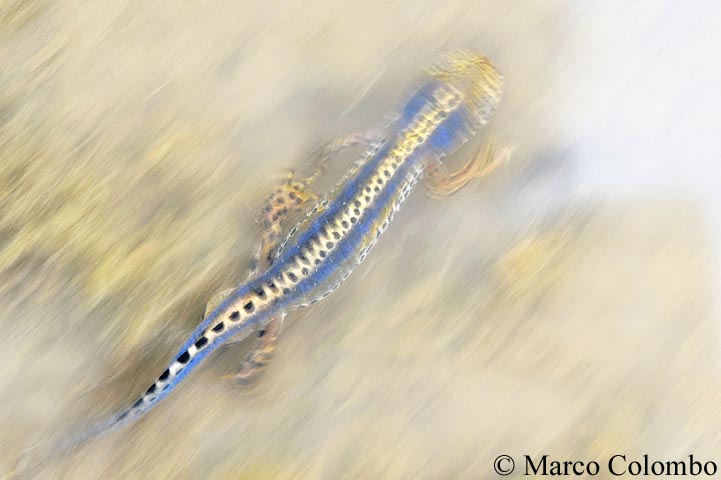 Ichthyosaura alpestris apuana e ossigenazione acqua